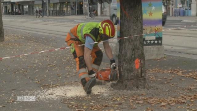 Abattage d'arbres un peu agité a Genève