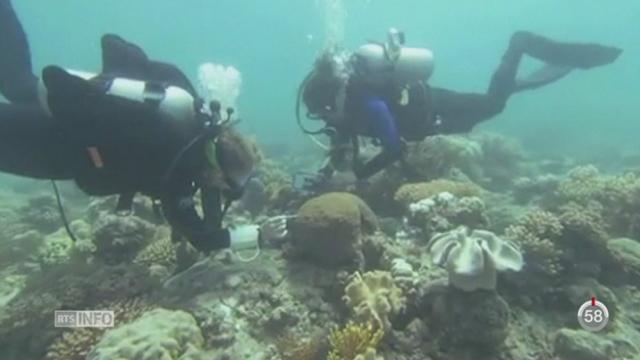 Le changement climatique bouleverse l’écosystème de la grande barrière de corail en Australie