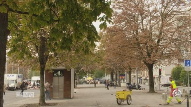 GE: 34 arbres de la plaine de Plainpalais vont être abattus