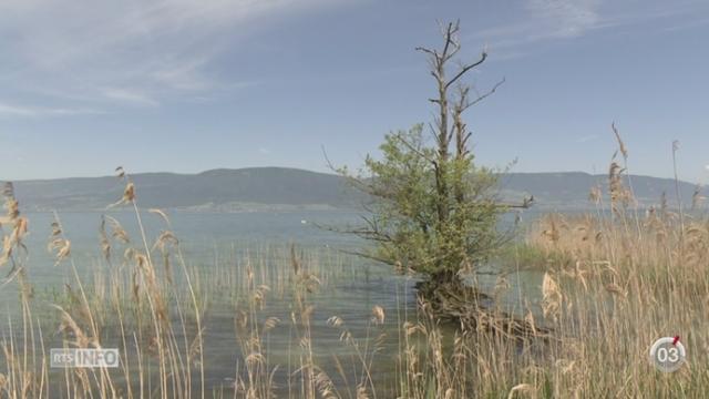 Minimag: la Grande Cariçaie héberge un quart de la flore et de la faune suisse