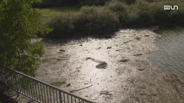 Poissons et rivières suisses, l'agonie