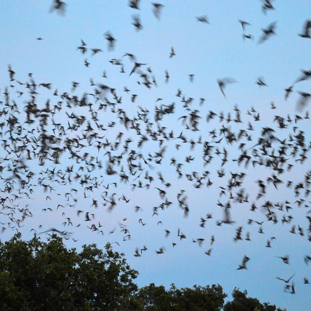 La plus grande colonie au monde de chauve-souris s'envole au crepuscule de Bracken Cave [DR - Cerise Maréchaud]