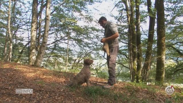 NE: la truffe est le tubercule le plus précieux du monde