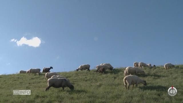 La mise en place de la protection des troupeaux contre le loup est désormais l'affaire des cantons