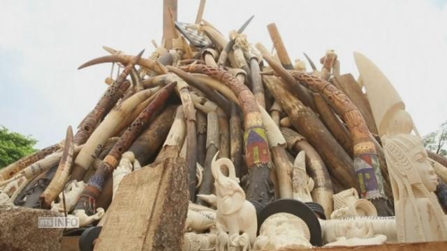 Six tonnes d'ivoire brûlées au Cameroun