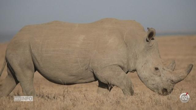 Kenya: il ne reste plus que trois rhinocéros blancs du Nord