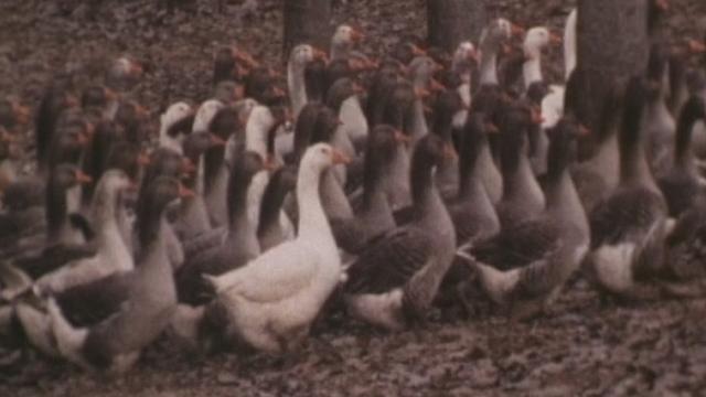 Elevage des oies et production de foie gras. [RTS]