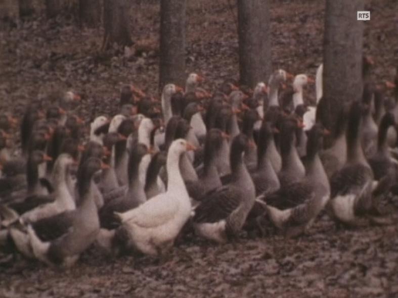 Elevage des oies et production de foie gras. [RTS]