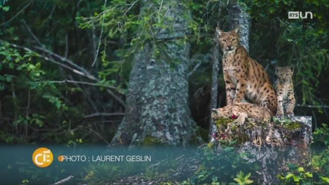 NE: le lynx a été réintroduit dans l’arc jurassien dans les années 70