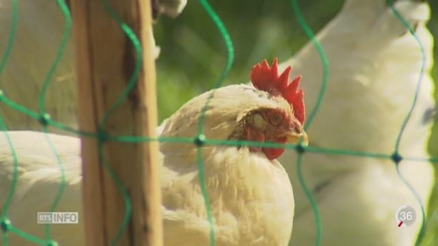 La Suisse prend des mesures pour lutter contre la grippe aviaire
