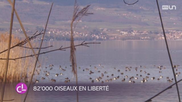 La Grande-Cariçaie enregistre un total de 82'000 volatiles sur le lac de Neuchâtel