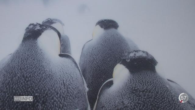 VD: le photographe Vincent Munier expose le manchot empereur à Morges