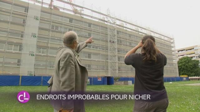 Le martinet noir est menacé par les constructions modernes inadéquates pour nicher