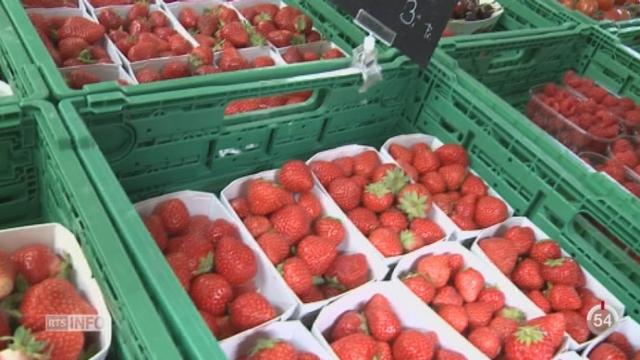 Minimag - VS: la fraise est cultivée sur près de 50 hectares dans le Valais