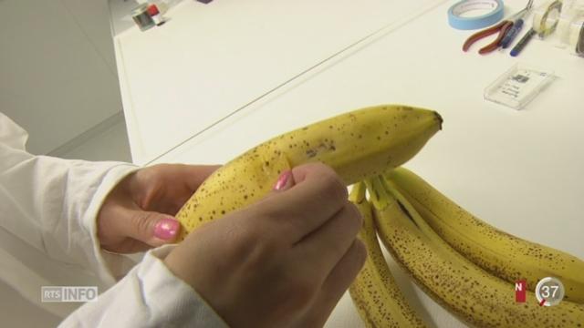 La peau de banane et celle de l’humain produisent la même enzyme