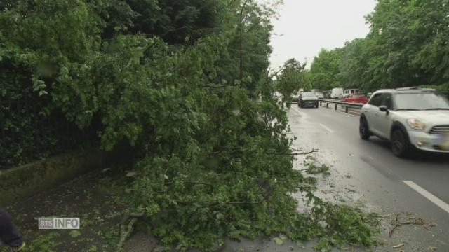 Chute d'arbres à Genève suite à un violent orage