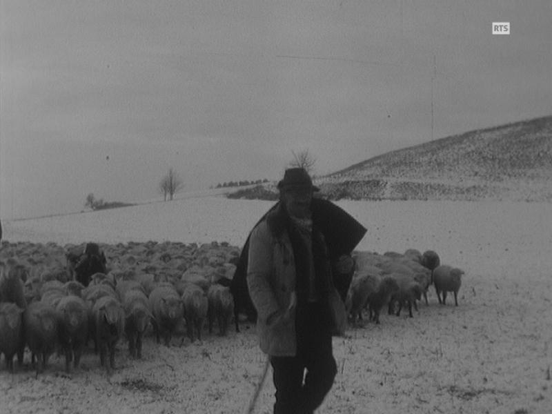 Bergers en transhumance dans la campagne vaudoise à la Sarraz en 1967. [RTS]