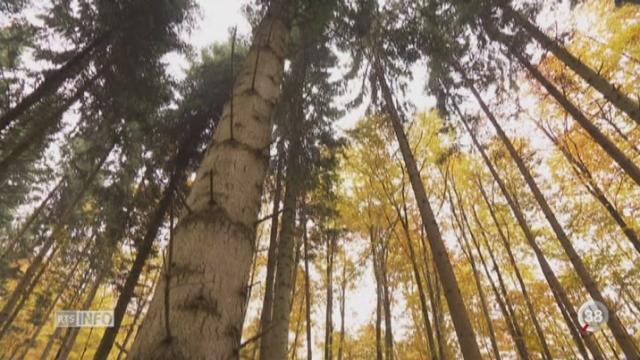 Avec le réchauffement climatique, le visage des forêts suisses va se transformer