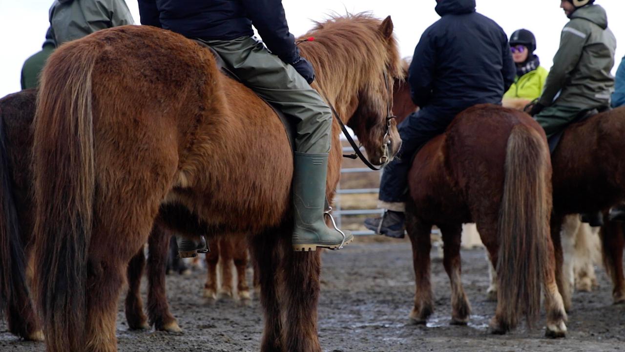 Le cheval islandais.