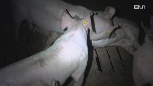 Veut-on vraiment voir d’où viennent les porcs avant d’arriver dans notre assiette ?