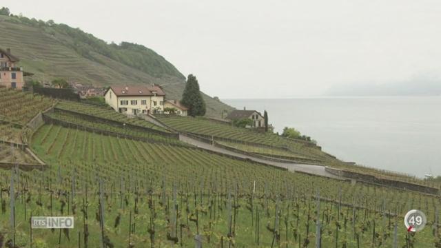 VD: les vignerons évitent de traiter leurs terres avec des fongicides