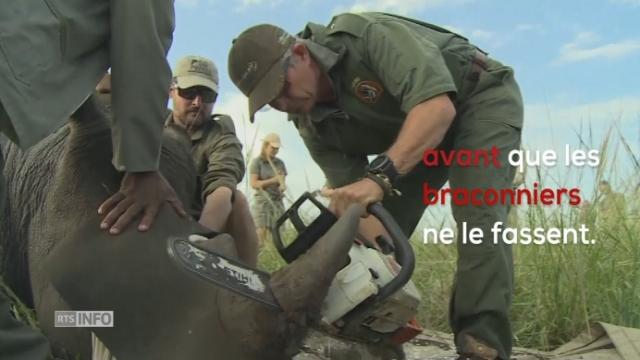 En Afrique du Sud, on coupe les cornes des rhinocéros pour sauver l'espèce