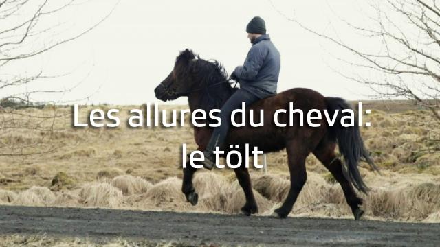 Les allures du cheval islandais: le tölt.