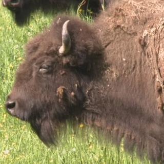 Minimag: un ranch situé dans le Jura bernois possède un parc à bisons