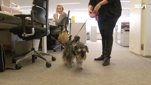 Les chiens au bureau