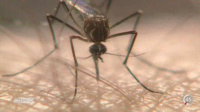 Virus Zika: les rumeurs croissent sur les causes de l'infection