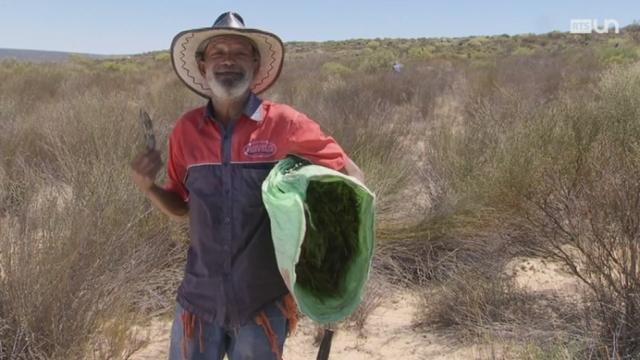 La culture du Rooibos