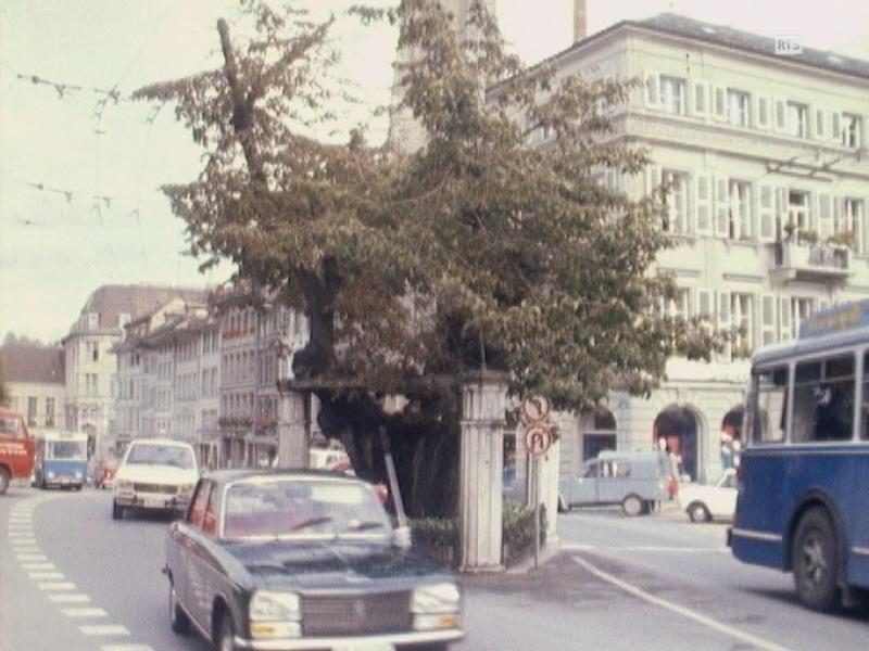 Le tilleul de Morat en ville de Fribourg. [RTS]