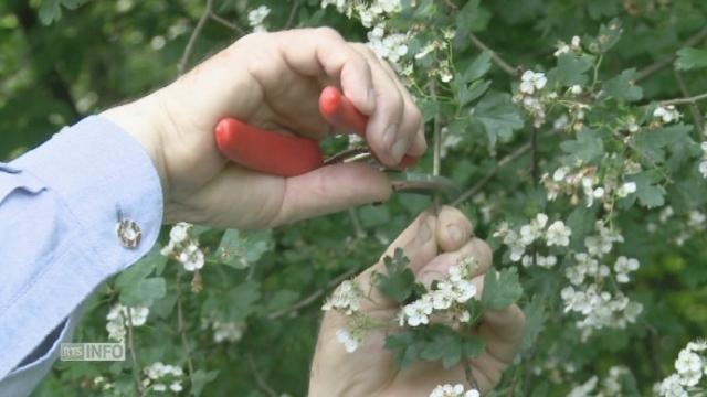 L'aubépine pour le cœur