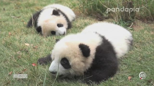 Le panda géant sort de la liste des espèces en danger