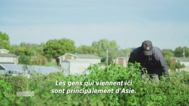 #AmericanFrontiers: un immense potager encerclé de logements sociaux au nord de Kansas City, reflet de la mobilité sociale