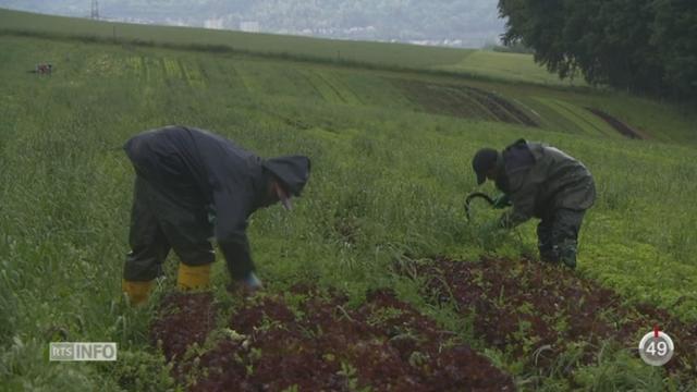 Suisse: l'intégration de réfugiés dans l'agriculture est jugée positive