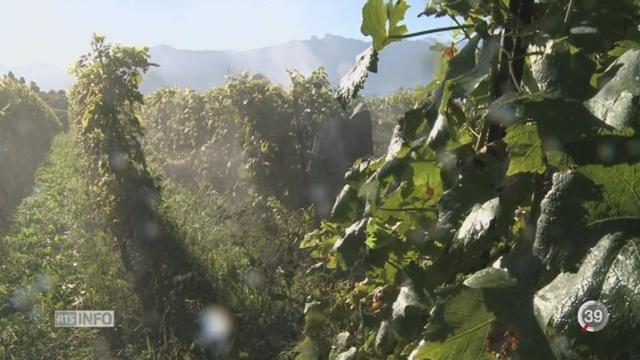 Le mildiou peut ruiner les vignes romandes