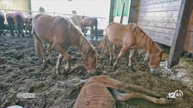 Thurgovie: un éleveur soupçonné de cruauté envers ses chevaux