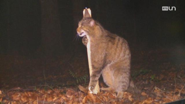 Le chat sauvage fait son retour en Suisse