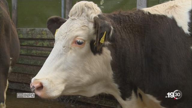 Des éleveurs bovins testent les alternatives aux antibiotiques
