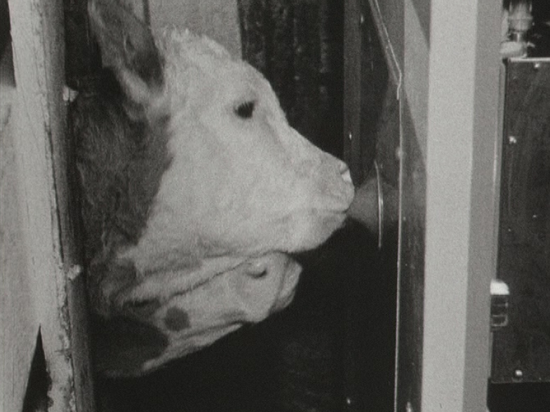 Machine avec tétine pour nourrir un élevage de veaux en 1966 [RTS]