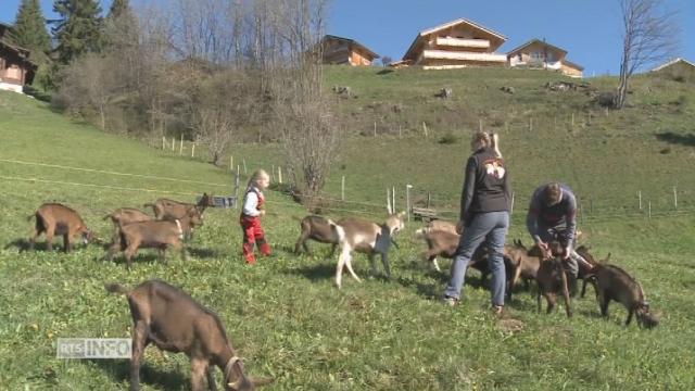 Elevage de chèvres et production de fromage à Leysin (VD)