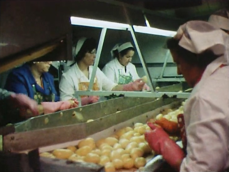 Usine à frites