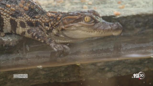 Un petit crocodile du Siam est né au tropiquarium de Servion (VD)