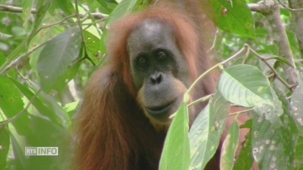 Découverte d'une nouvelle espèce d'orang-outan