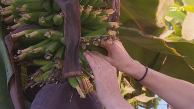 La diversité des bananes