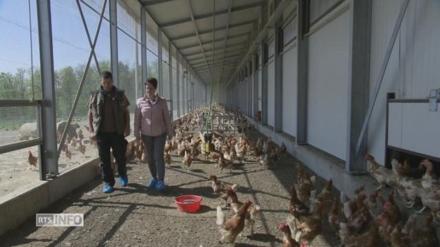 Une reconversion dans la production d'oeufs à Céligny (GE)