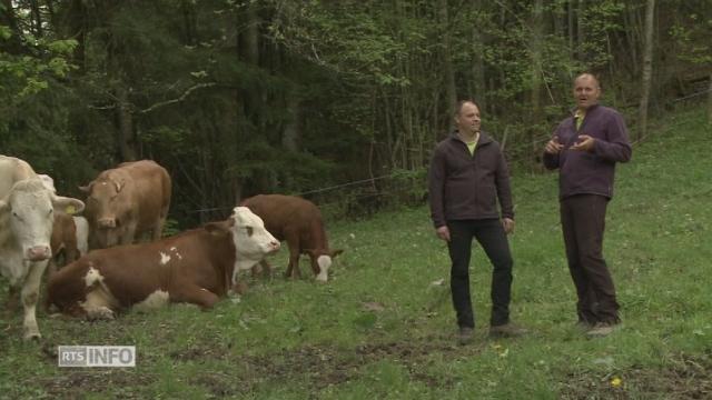 A Torgon (VS), ils ferment leur fromagerie pour élever des veaux de boucherie