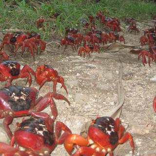 crabe rouge [fotolia - Ian Usher]