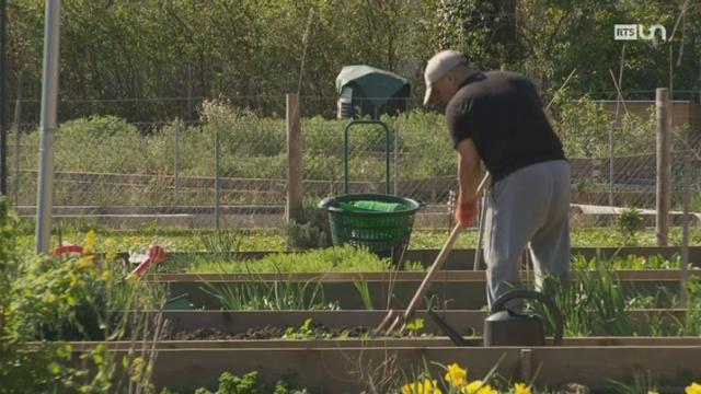 Potagers en ville